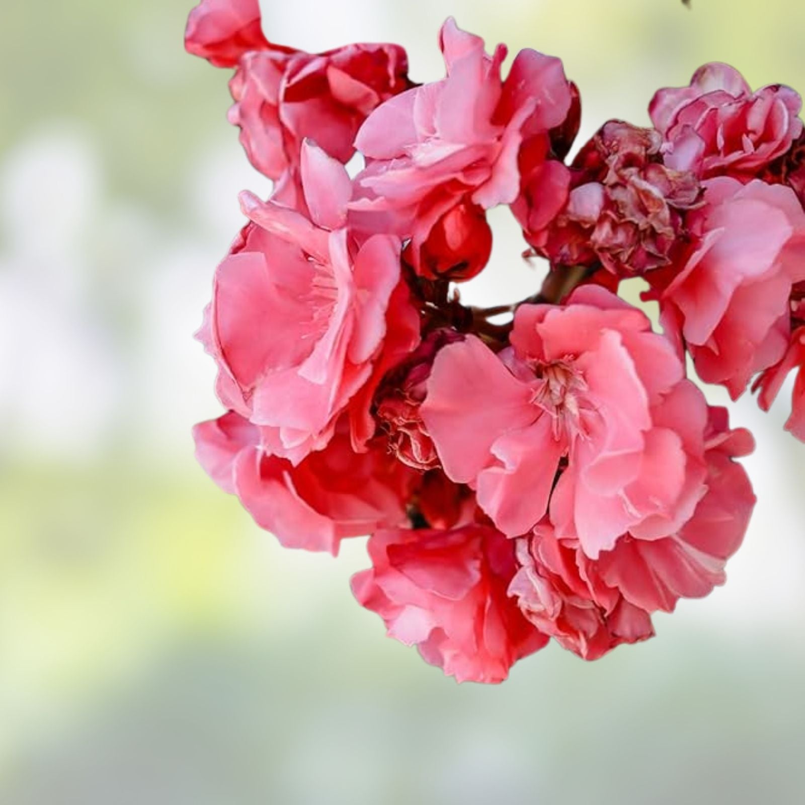 Live Pink Oleander Cuttings 6" Nerium Oleander Shrub 7 Pack Drought Tolerant Evergreen Houseplant