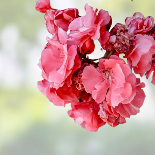 Live Pink Oleander Cuttings 6" Nerium Oleander Shrub 7 Pack Drought Tolerant Evergreen Houseplant