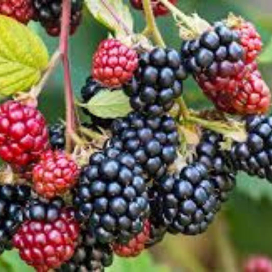 Organic Thornless Blackberry Cuttings 6-inch Pack, Rubus fruticosus, Live Bare Root Plant, Fruit-bearing, Fast Shipping
