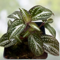 Sonerila sp. Java Terrarium Plant | Melastome Variety | Unique Indoor Plant for Collection | Easy to Grow