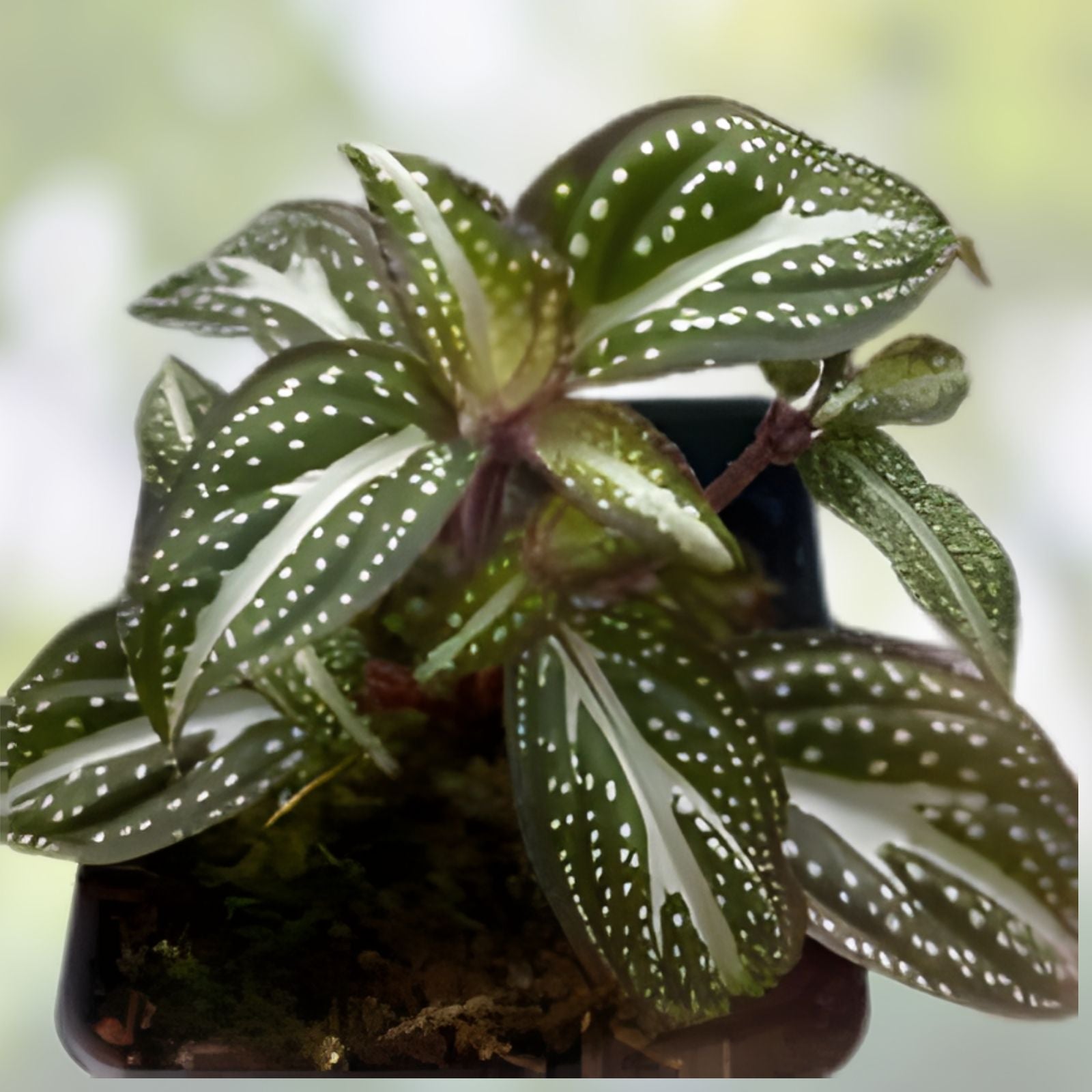Sonerila sp. Java Terrarium Plant | Melastome Variety | Unique Indoor Plant for Collection | Easy to Grow