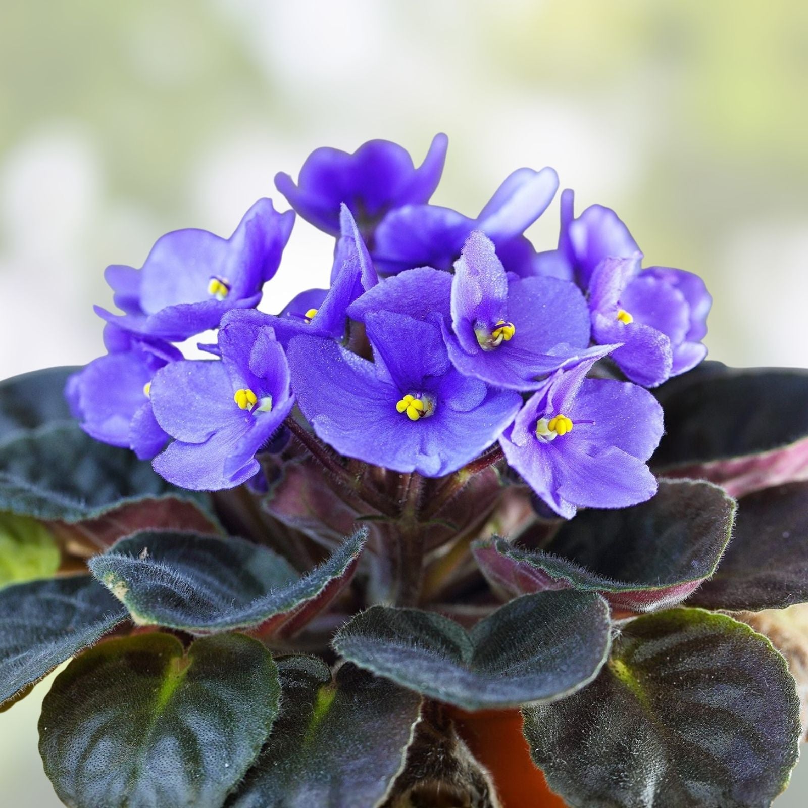 African Violet Leaf Cuttings - Saintpaulia Houseplant Propagation - AV-Soap Bubbles & AV-Mylnye Puzyri