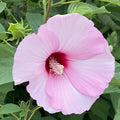 Rose Mallow Seeds 100 Count Bright Pink Hibiscus moscheutos Perennial Plant Starter Kit