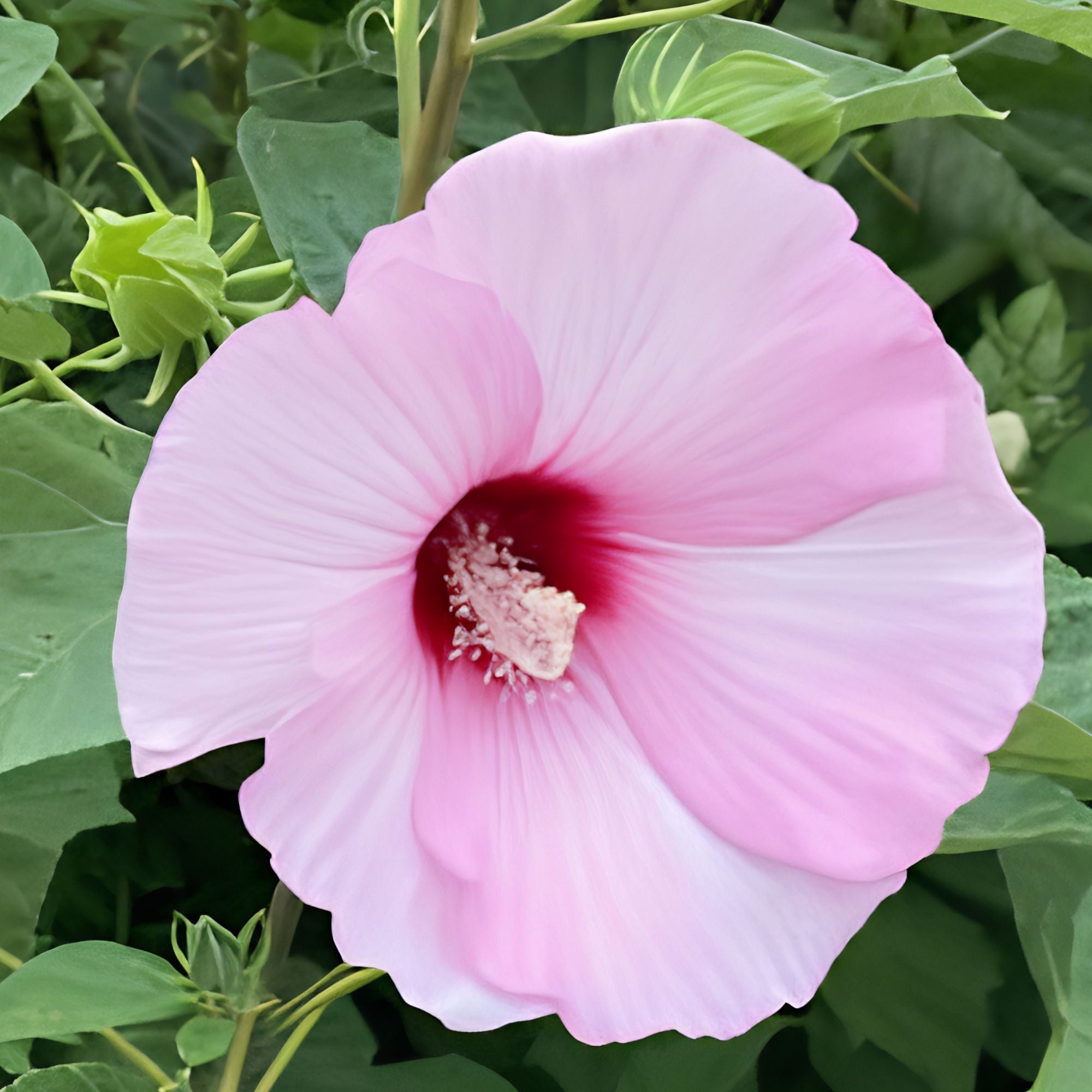 Rose Mallow Seeds 100 Count Bright Pink Hibiscus moscheutos Perennial Plant Starter Kit