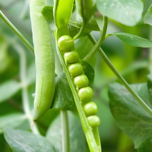 Heirloom Pea Seeds Thomas Laxton Non-GMO 500+ Starter Plant for Home Garden Pisum sativum