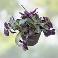 Tradescantia Albiflora Cuttings - 5 Pieces Wandering Jew Plant for Propagation Indoor Gardening - Fresh Stock