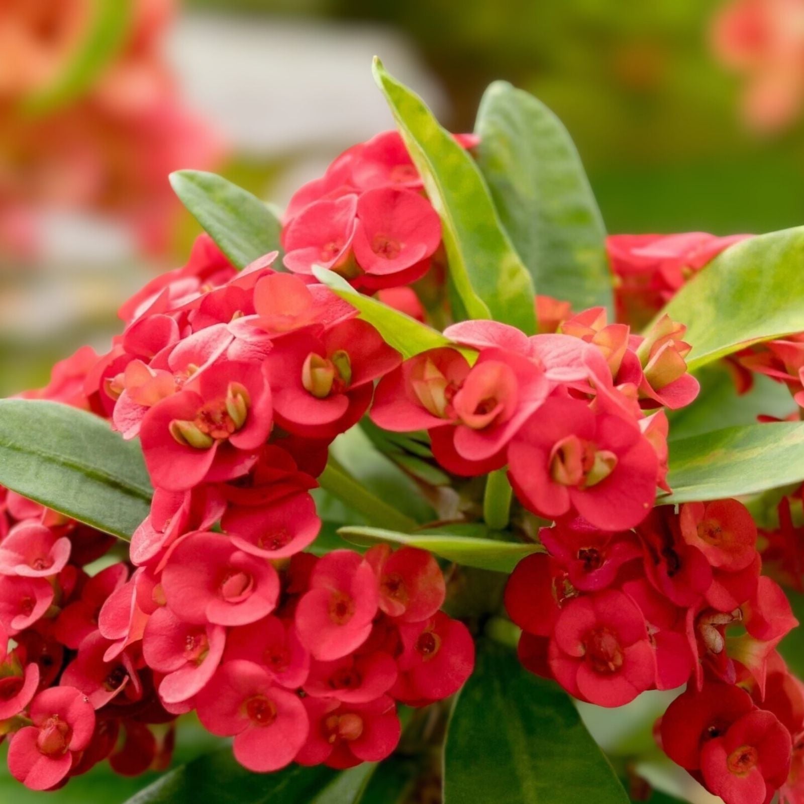 Tiny Red Euphobia Milii Cutting – Crown of Thorns Succulent, Drought-Resistant Houseplant, Live Plant, Indoor Plant, Starter Plant