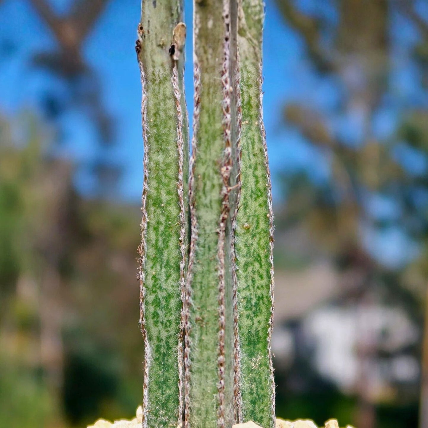 Rare Peniocereus greggii Succulent Pups - Desert Cactus Starter Plants - Unique Succulent Propagation Lot