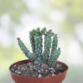 Cylindropuntia imbricata Cuttings 12 Pack | Tree Cholla Succulent Cactus for Garden Landscaping