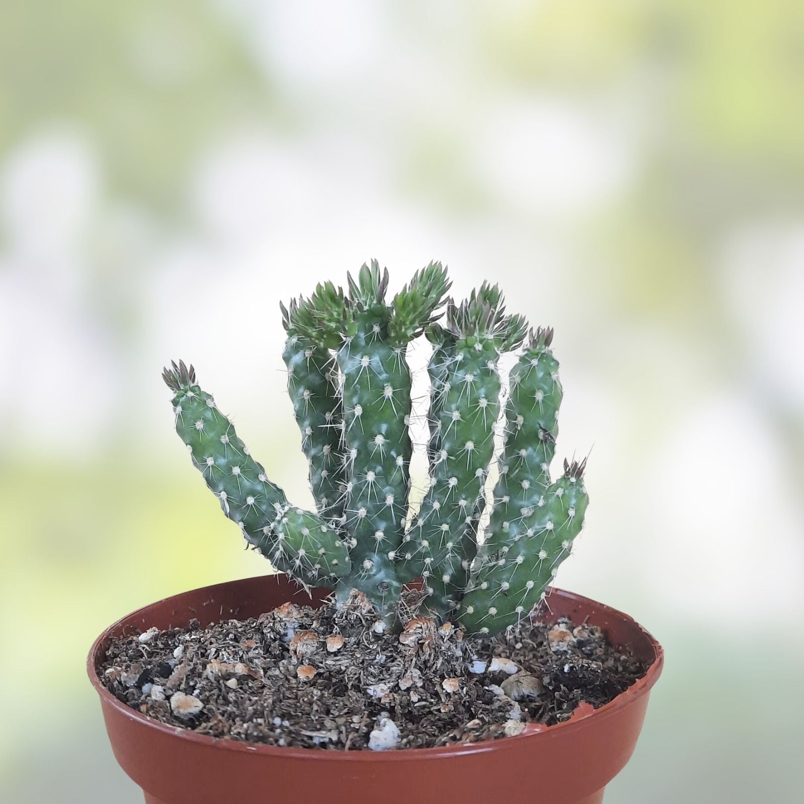 Cylindropuntia imbricata Cuttings 12 Pack | Tree Cholla Succulent Cactus for Garden Landscaping