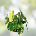 Variegated Burle Marx Philodendron Cutting | Indoor House Plant with Air Roots | Philodendron 'Burle Marx'