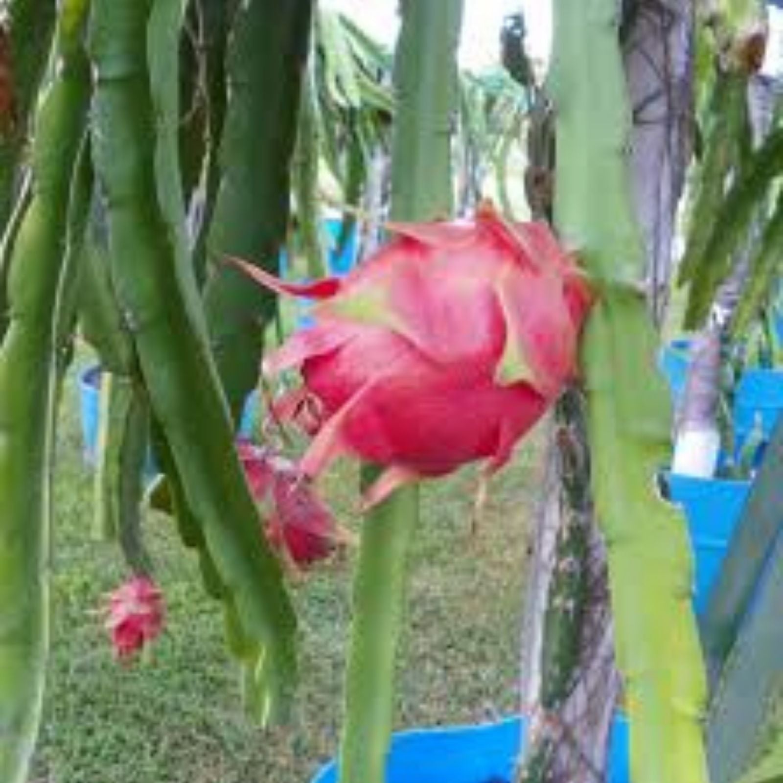Purple Haze Dragon Fruit Cuttings - Propagation Plant - Edible Fruit - Hylocereus undatus - Easy to Grow Succulent