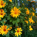 Mexican Sunflower Cuttings Tithonia diversifolia Tropical Plant 8 Inch Starter 25-Pack Live Houseplant