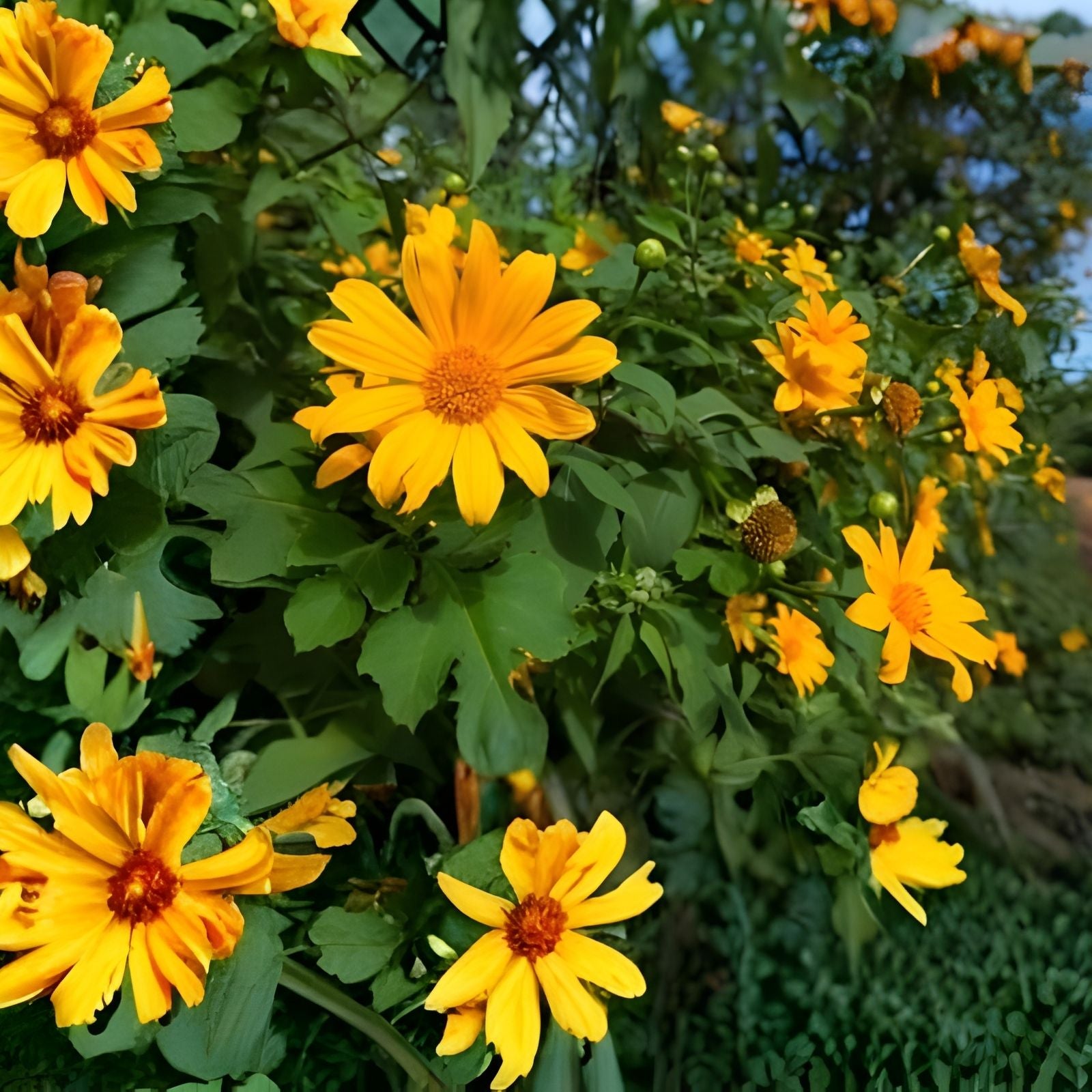 Mexican Sunflower Cuttings Tithonia diversifolia Tropical Plant 8 Inch Starter 25-Pack Live Houseplant