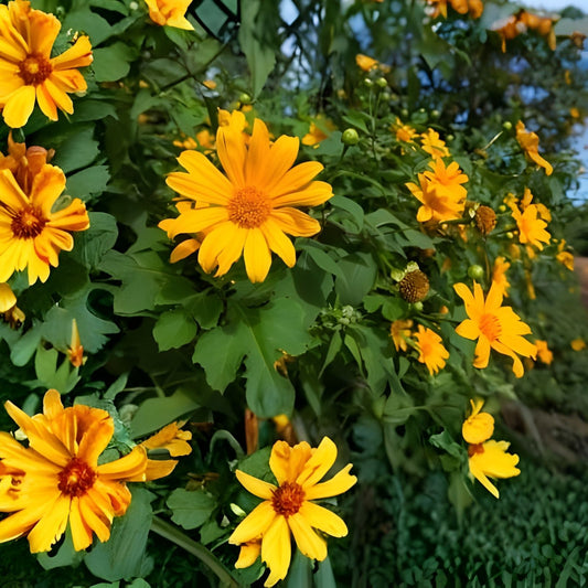 Mexican Sunflower Cuttings Tithonia diversifolia Tropical Plant 8 Inch Starter 25-Pack Live Houseplant