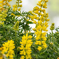 Lupine Seeds Golden Yellow Wildflower Seeds for Garden Landscaping Lupinus perennis 20+