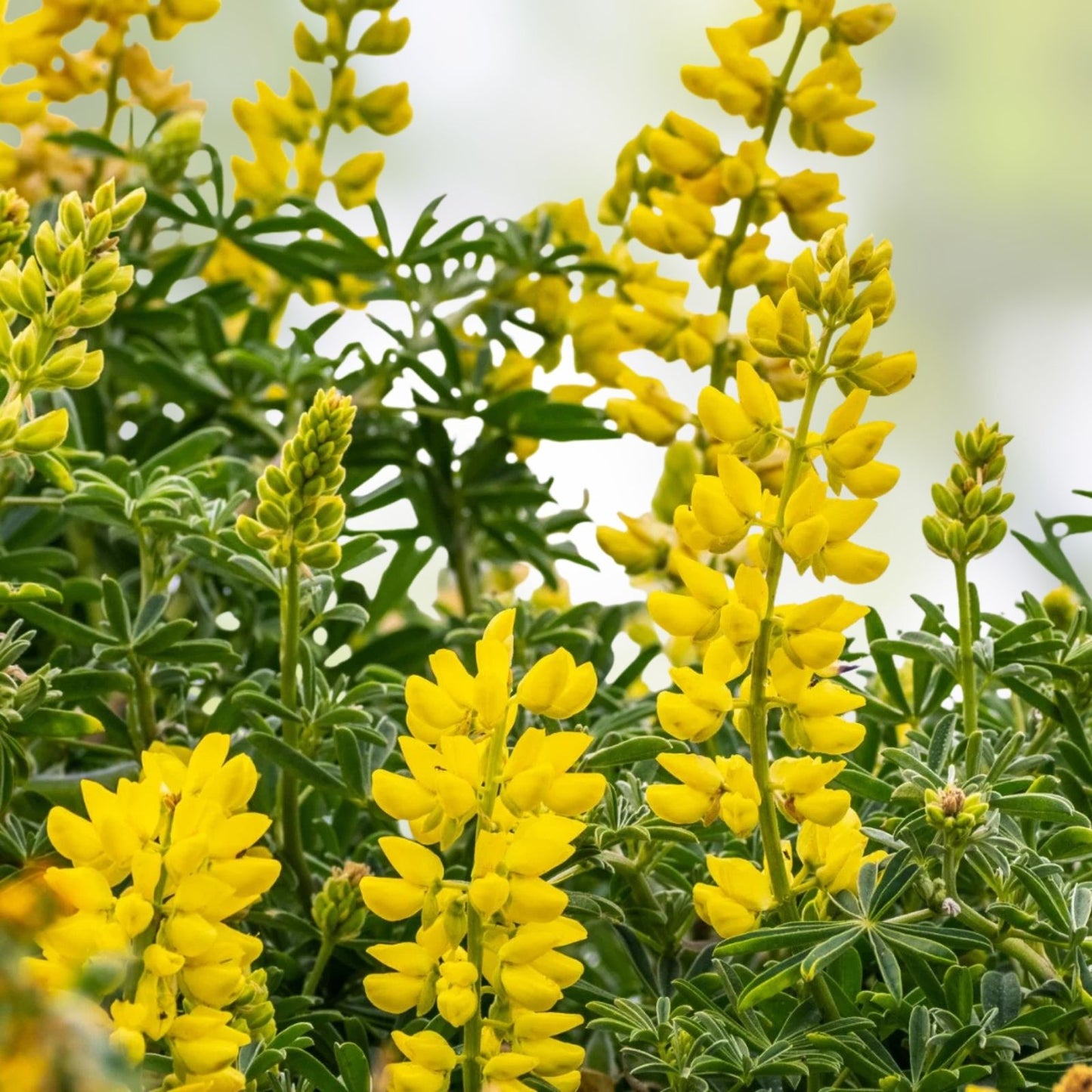 Lupine Seeds Golden Yellow Wildflower Seeds for Garden Landscaping Lupinus perennis 20+
