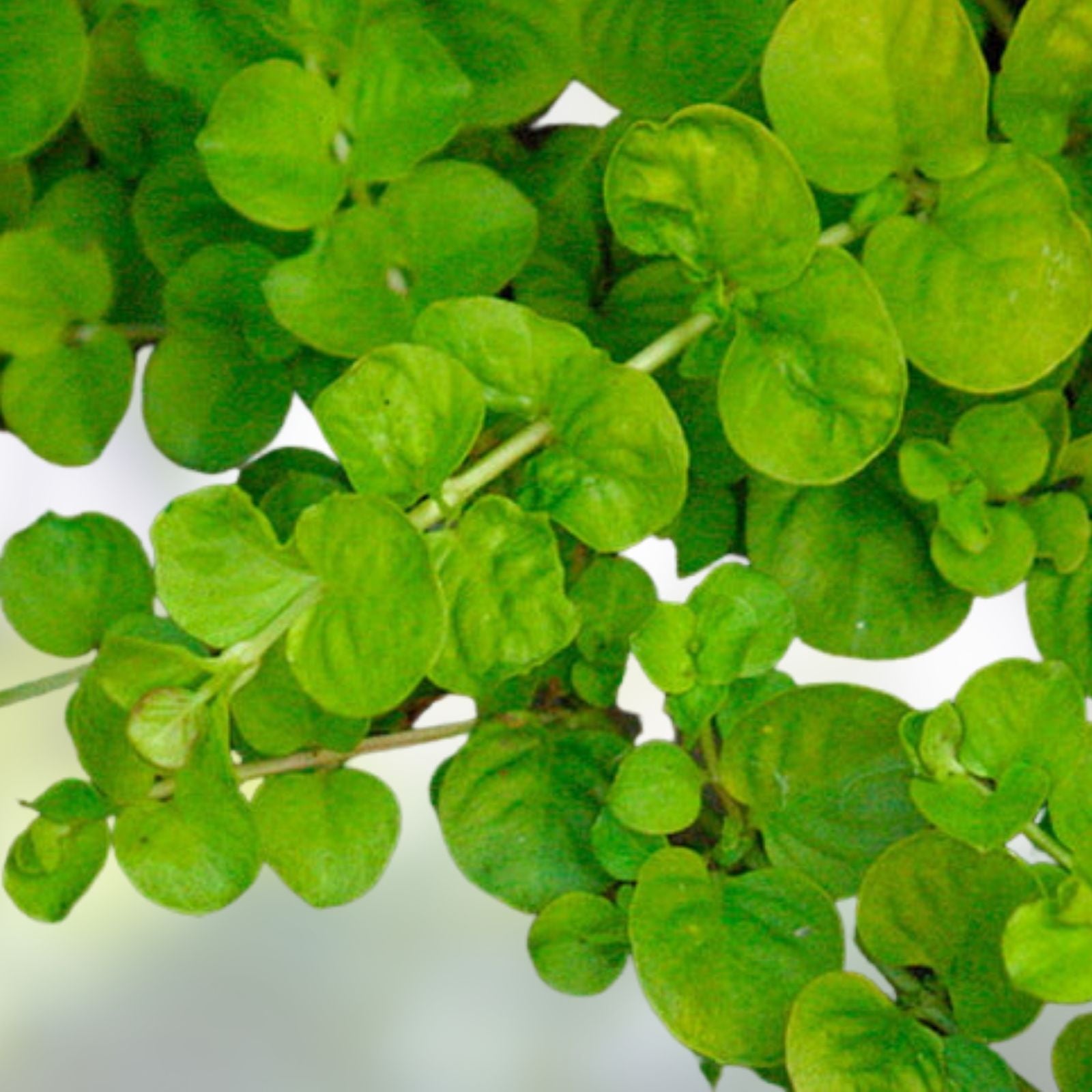 Creeping Jenny Groundcover Plants – 3 Starts – Dark Green and Yellow Foliage – Lysimachia nummularia 'Aurea' – Rare Color