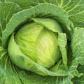 Heirloom Cabbage Seeds Golden Acre Non-GMO Brassica oleracea Vegetable Seeds for Gardening 50+ Starter Plants