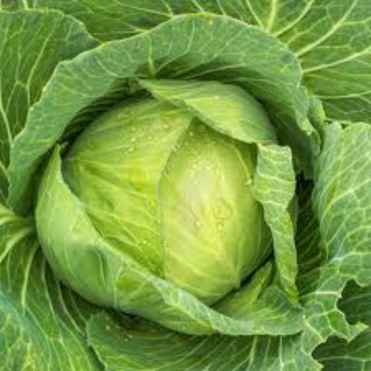 Heirloom Cabbage Seeds Golden Acre Non-GMO Brassica oleracea Vegetable Seeds for Gardening 50+ Starter Plants
