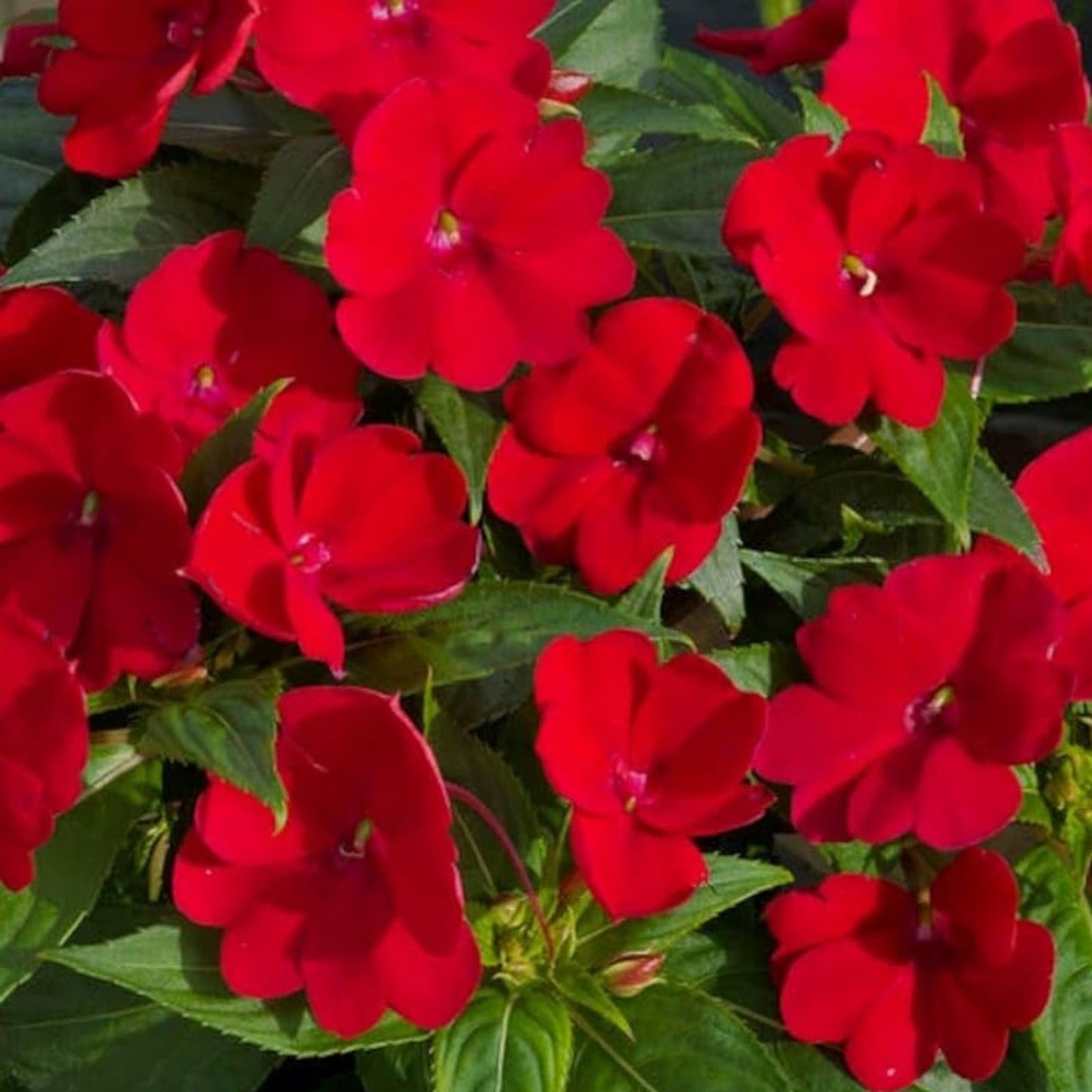 Impatiens Super Elfin XP Red Starburst Flower Seeds 100 Count, Live Plant, Starter, Houseplant, Garden, Cutting