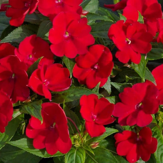 Impatiens Super Elfin XP Red Starburst Flower Seeds 100 Count, Live Plant, Starter, Houseplant, Garden, Cutting