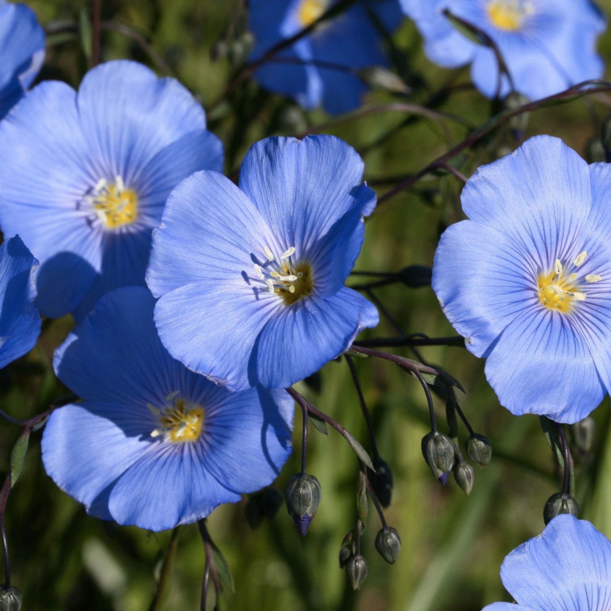 Blue Flax Seeds 100+ Pack - Wildflower Ornamental Garden Plant Linum usitatissimum Seed Kit