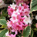 Weigela florida Live Plant 4-Inch Variegated Leaves Pink Flowers Shrub Garden Plant