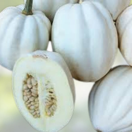 Mashed Potato Squash Seeds 10 Pack | White Gourmet Cucurbita maxima Vegetable Seeds | Live Plant or Seed Starter