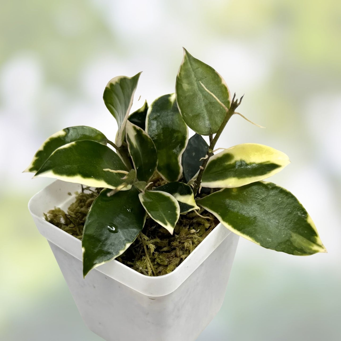 Hoya Lacunosa Asami Cutting, Variegated, Live Plant, Indoor Houseplant, Propagation, Bare Root, Starter Plant