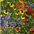 Wildflower Seed Mix 2 oz | Native Wildflowers for Pollinators | Garden Border & Bed Planting | Colorful Flowering Seeds