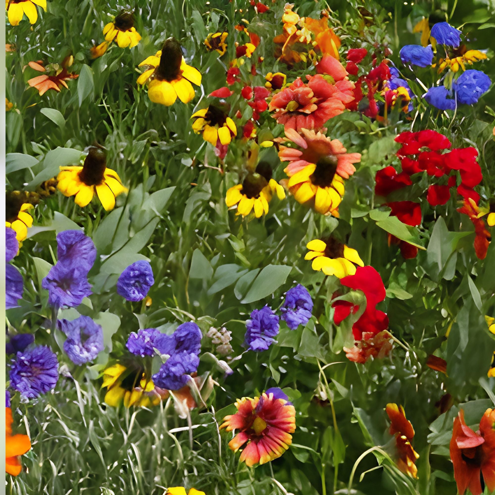 Wildflower Seed Mix 2 oz | Native Wildflowers for Pollinators | Garden Border & Bed Planting | Colorful Flowering Seeds