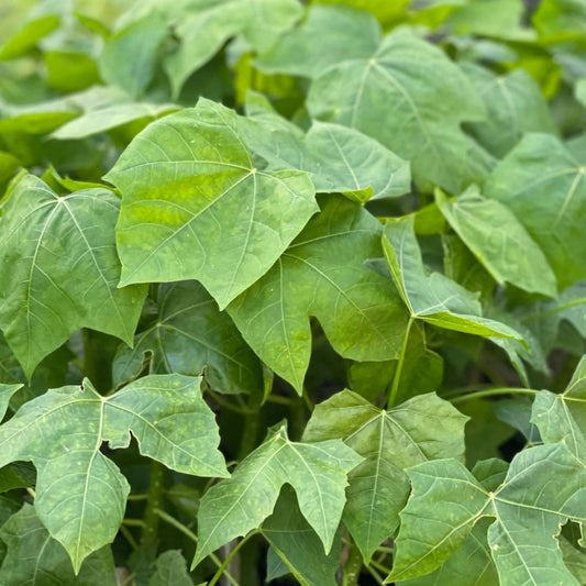 Organic Chaya Cuttings - Edible Spinach Leaf Vegetable Starter Plant Cnidoscolus aconitifolius