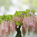 Pink Wisteria Bonsai Tree Seeds, 5 Seeds, Rare Japanese Wisteria (Wisteria floribunda) for Gardening and Bonsai Cultivation