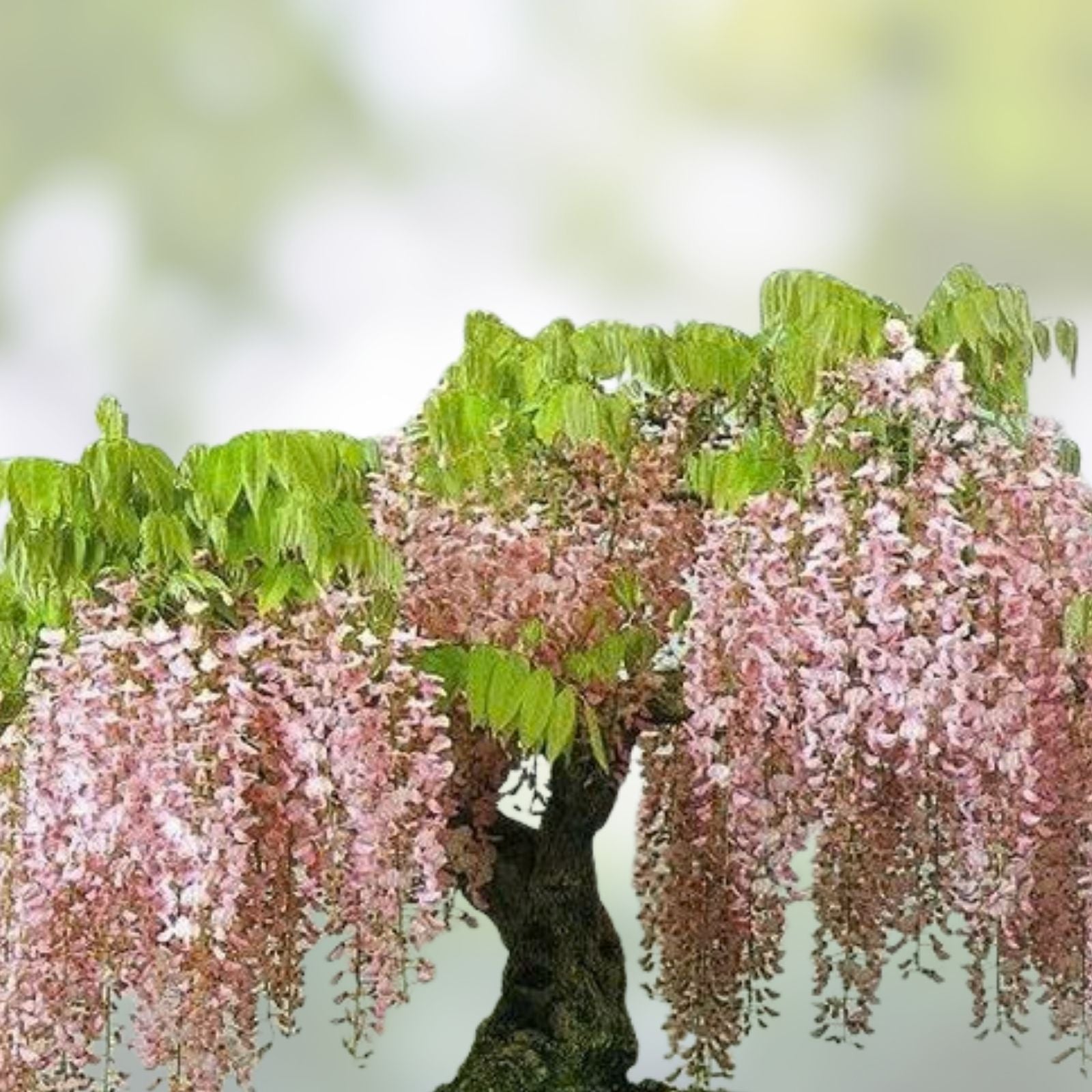Pink Wisteria Bonsai Tree Seeds, 5 Seeds, Rare Japanese Wisteria (Wisteria floribunda) for Gardening and Bonsai Cultivation