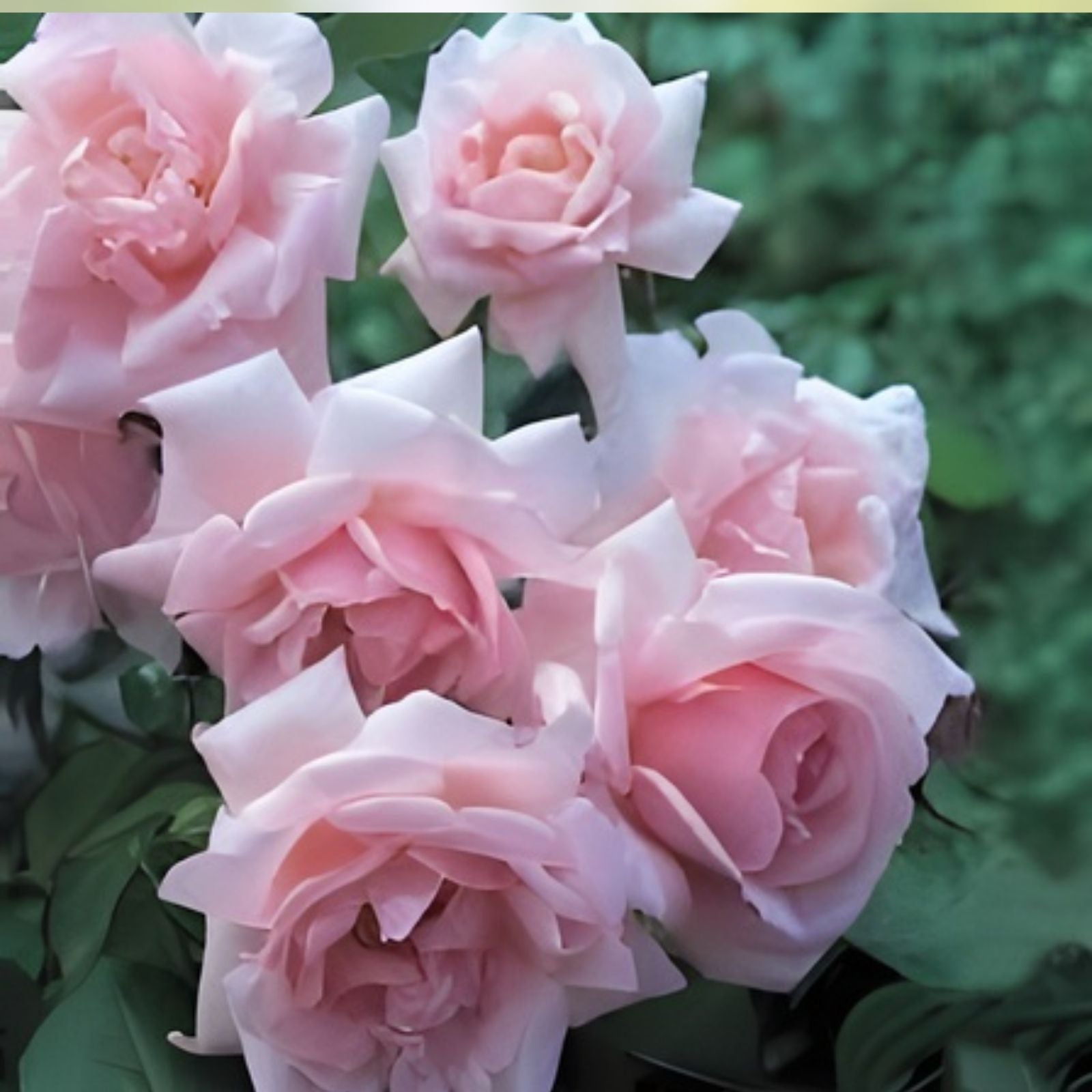 New Dawn Climbing Rose Cuttings – 6 Fresh Unrooted Propagation Stems – Rosa 'New Dawn' – Garden, Landscaping, Flowering Plant