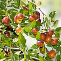 Autumn Beauty Jujube Tree Cutting Ziziphus jujuba Fruit Tree Grafting Starter Plant 8" Bare Root