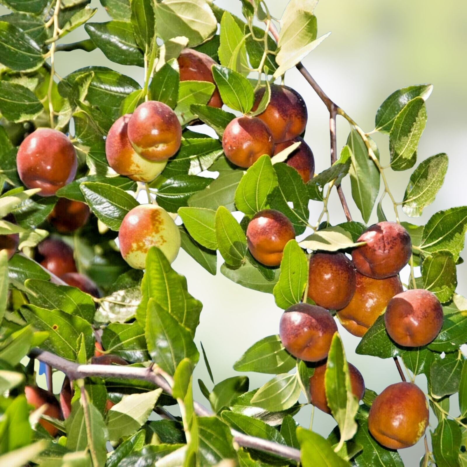 Autumn Beauty Jujube Tree Cutting Ziziphus jujuba Fruit Tree Grafting Starter Plant 8" Bare Root