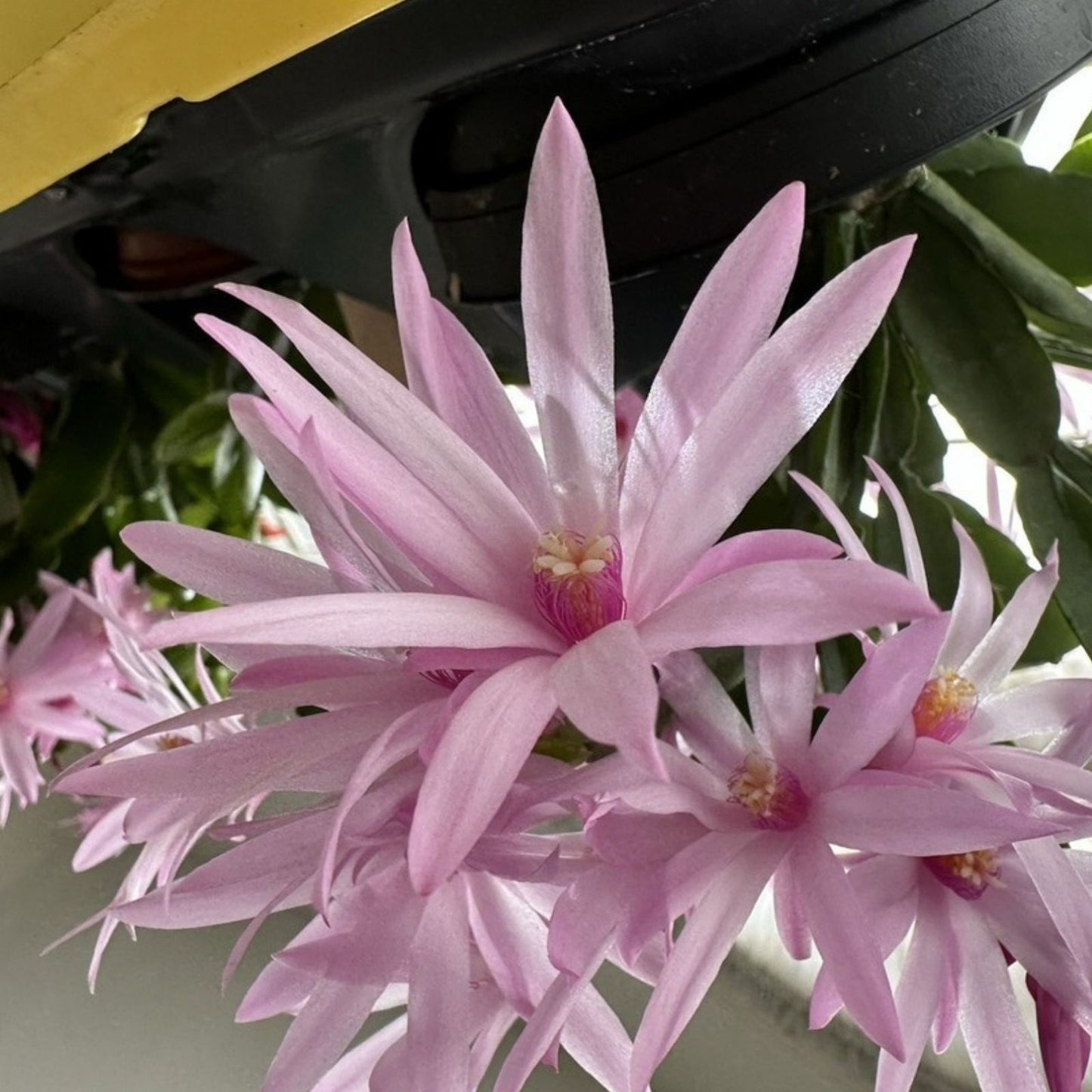 Spring Sunrise Easter Cactus Plant, Light Pink Rhipsalidopsis, Rooted Houseplant Starter, Indoor Succulent, Easy Care Gift