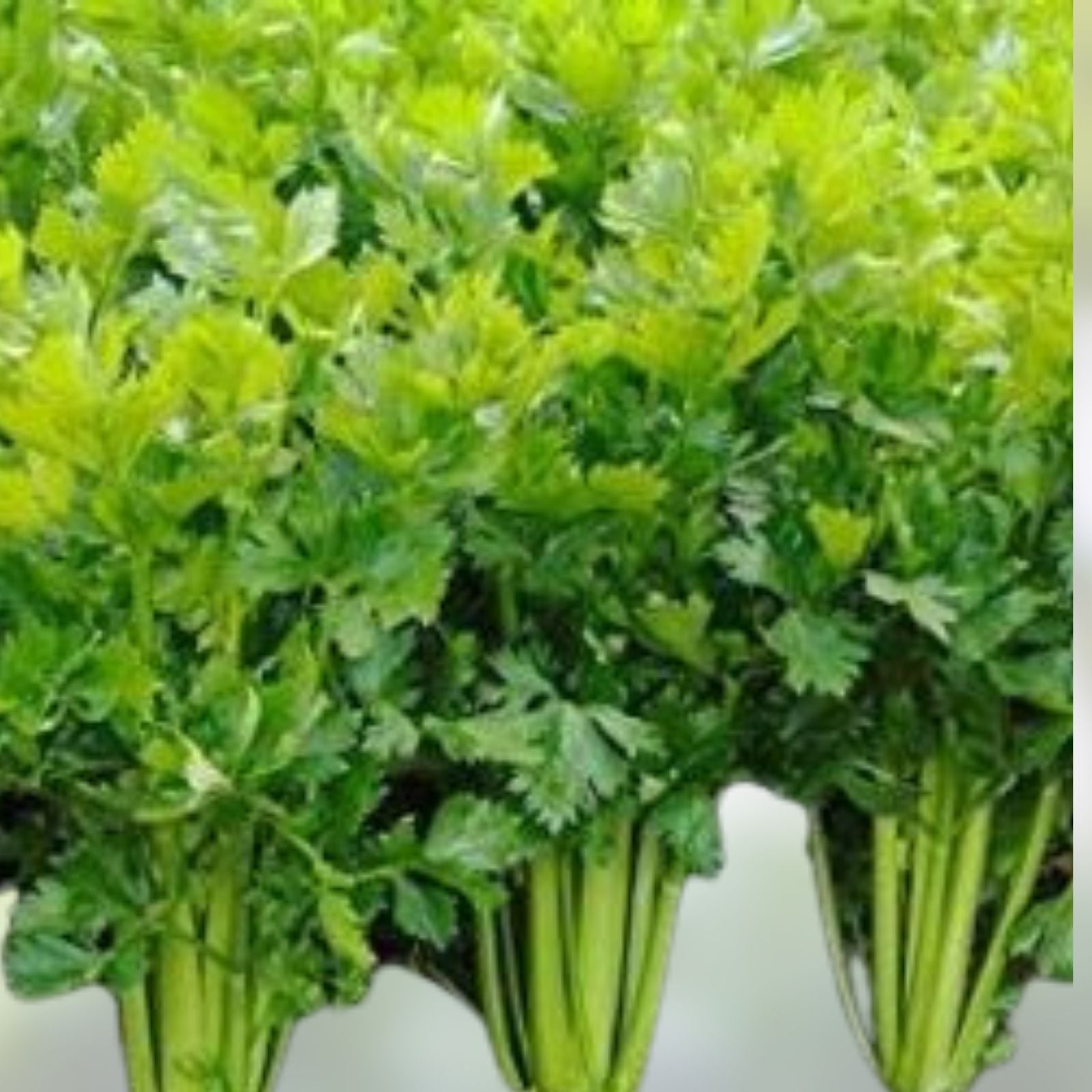 Tendercrisp Celery Seeds 25+ Heirloom Non-GMO Apium graveolens for Gardening & Cooking, Live Plant or Seed Starter