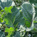 Purple Leaf Tree Collard Cutting, Edible Greens, Organic Vegetable Plant, USA Grown, Live Starter Plant, Kale Seedling, Perennial Houseplant