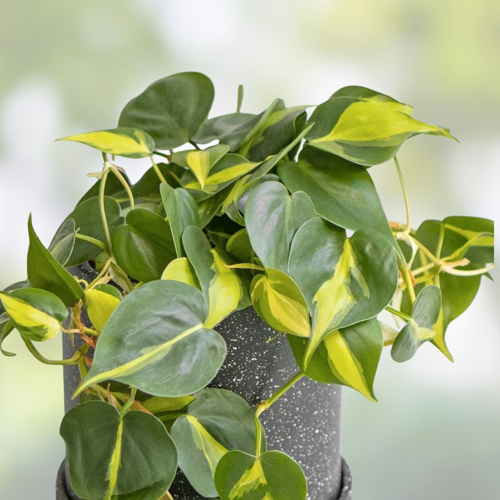 Philodendron Cuttings Combo 6 Pack – Micans, Brasil, Green – Indoor House Plant – Philodendron spp. - Fast Growing