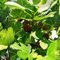 Fig Tree Cuttings White Adriatic Ficus carica Live Plant Fruit Bearing Propagation Starter Bare Root Free US Shipping