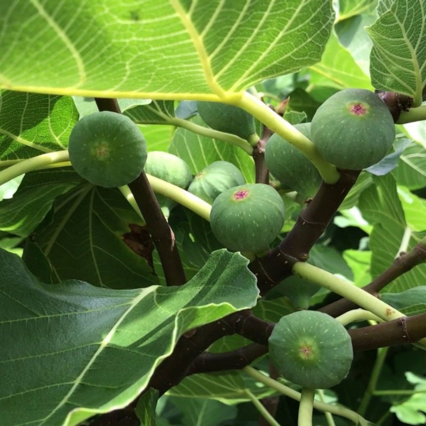Letizia Fig Tree Plant Ficus carica Edible Fruit Tree 14 Inches Live Houseplant Patio Garden Cutting
