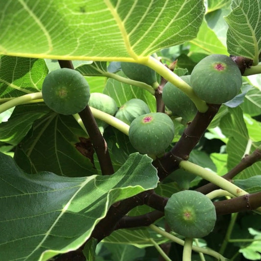 Letizia Fig Tree Plant Ficus carica Edible Fruit Tree 14 Inches Live Houseplant Patio Garden Cutting