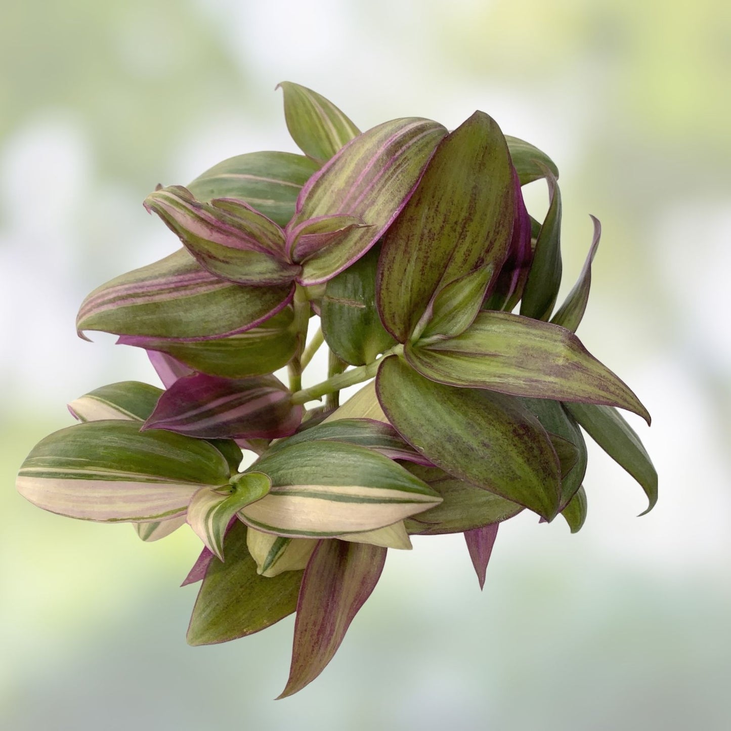 Variegated Tradescantia Zebrina Cuttings - Live Indoor Plant Starter - Multicolor Discolor Houseplant - 2 Stems