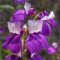 Chinese Houses Seeds Collinsia heterophylla Garden Flower Seeds - Live Plant, Cutting, Bare Root, Starter Plant
