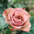Cappuccino Rose Cuttings Rosa 'Cappuccino' Live Plant Grafting Rooting Starter Plant Flowering Rose