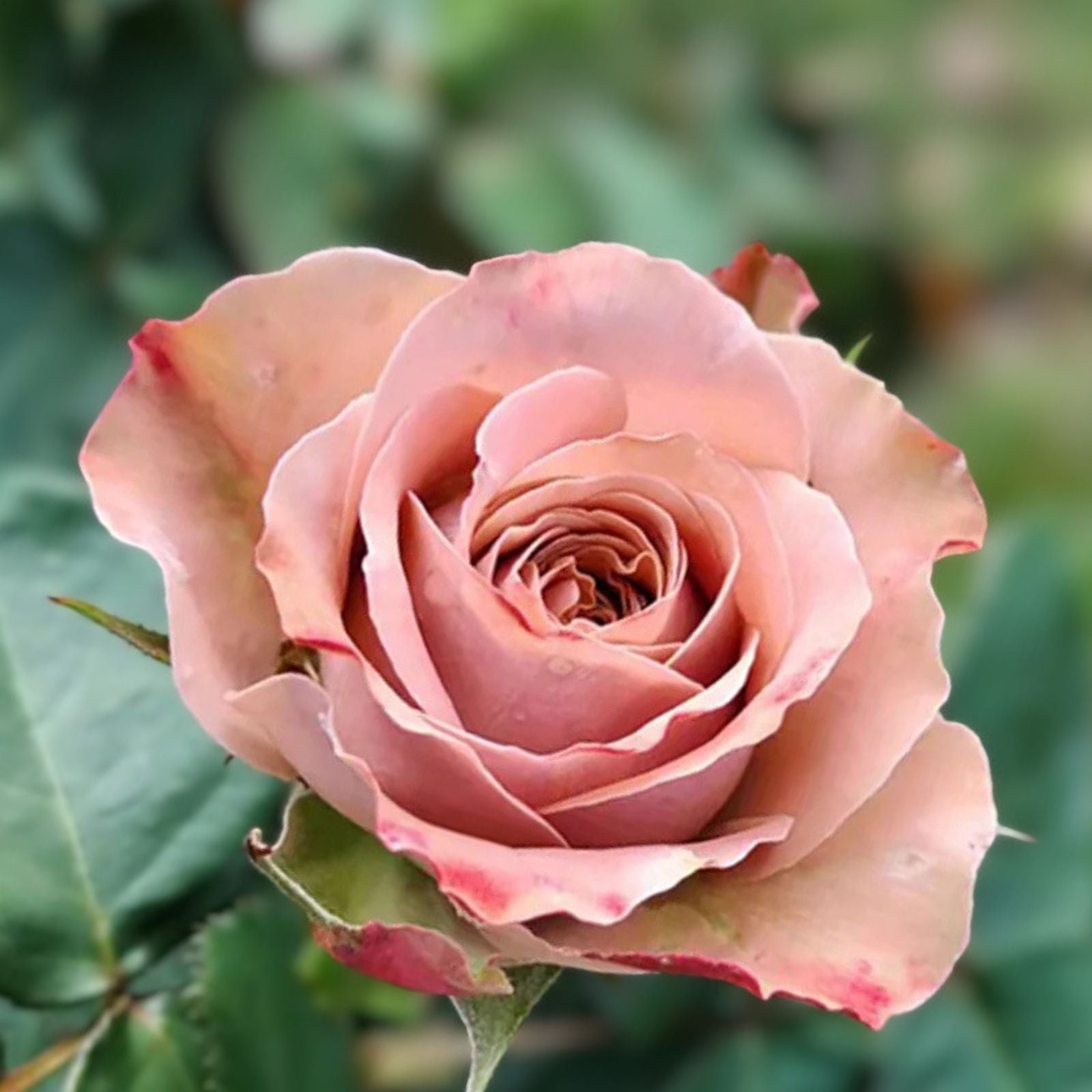 Cappuccino Rose Cuttings Rosa 'Cappuccino' Live Plant Grafting Rooting Starter Plant Flowering Rose