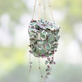 Variegated String of Hearts Plant 3" Pot | Ceropegia woodii variegata Trailing Houseplant | Rare Indoor Plant